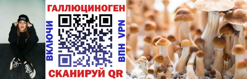 Купить закладки  Таганрог  Галлюциногенные грибы Psilocybe 